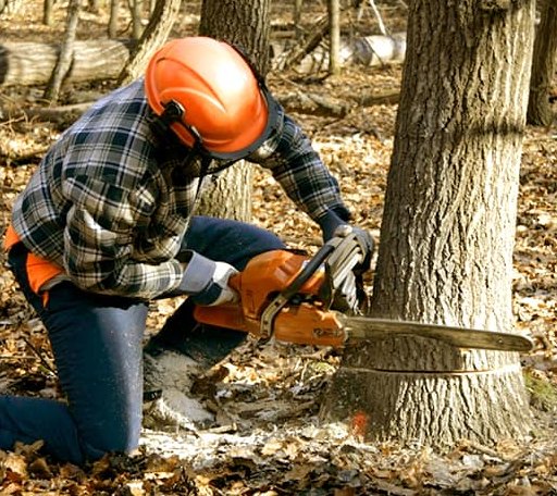 Tree Removal in Saint Croix Falls, WI